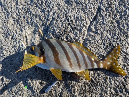 内浦湾（沼津）