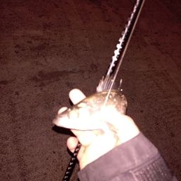 セイゴ（マルスズキ）