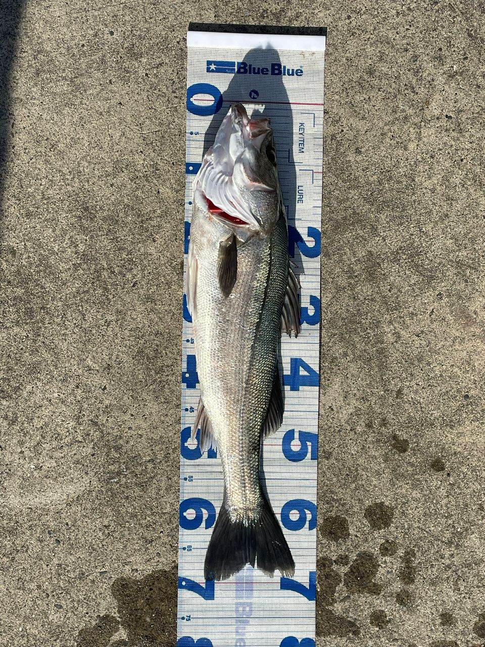 N.B.C T.Tの釣り日記さんの釣果 1枚目の画像