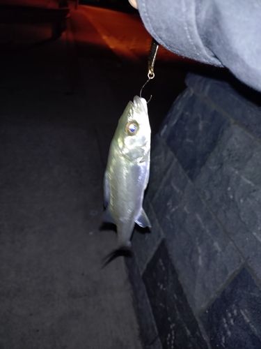 セイゴ（マルスズキ）の釣果