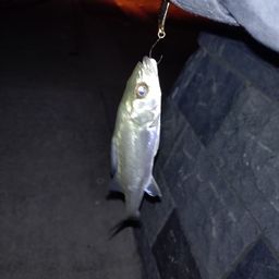 セイゴ（マルスズキ）