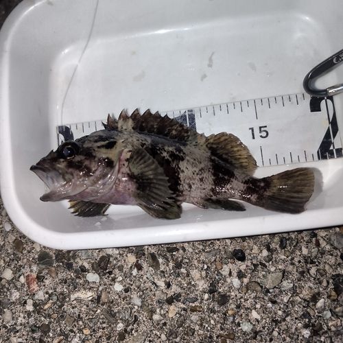 タケノコメバルの釣果