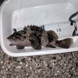 タケノコメバル