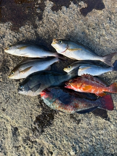 イサキの釣果