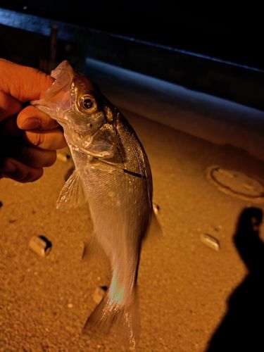 セイゴ（ヒラスズキ）の釣果