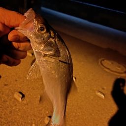 セイゴ（ヒラスズキ）