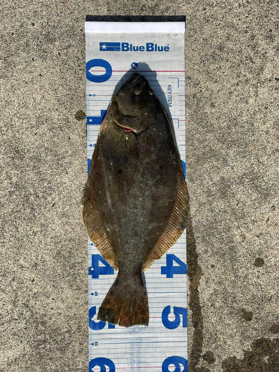 N.B.C T.Tの釣り日記さんの釣果 1枚目の画像