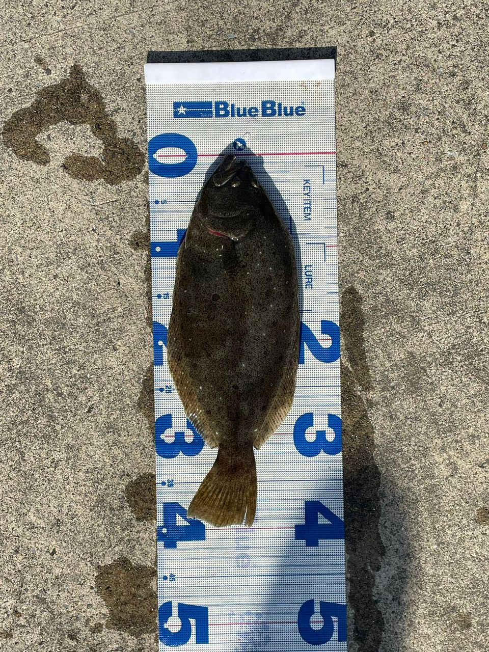 N.B.C T.Tの釣り日記さんの釣果 2枚目の画像