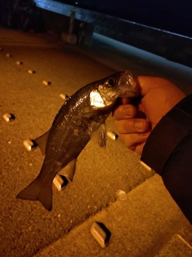 セイゴ（ヒラスズキ）の釣果