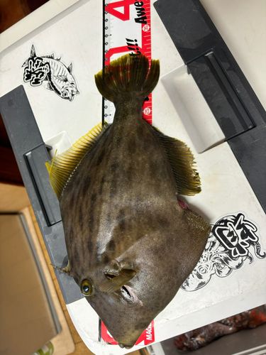 カワハギの釣果