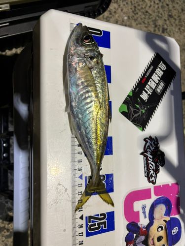 マアジの釣果