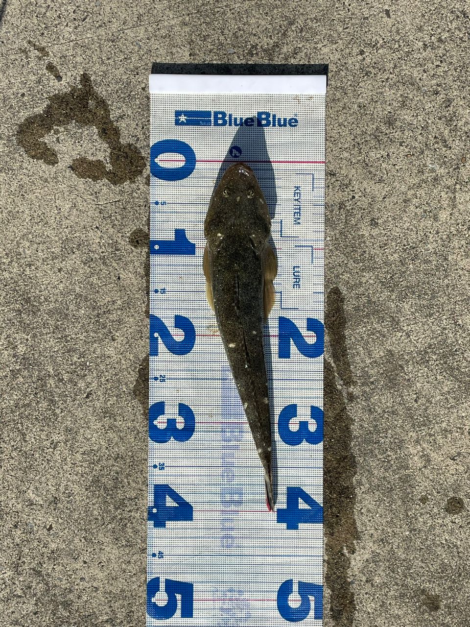 N.B.C T.Tの釣り日記さんの釣果 1枚目の画像