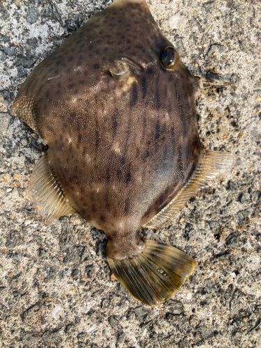 カワハギの釣果