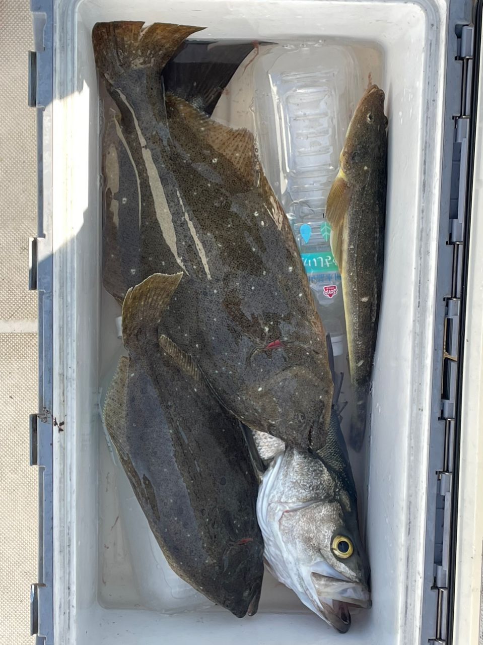 N.B.C T.Tの釣り日記さんの釣果 1枚目の画像