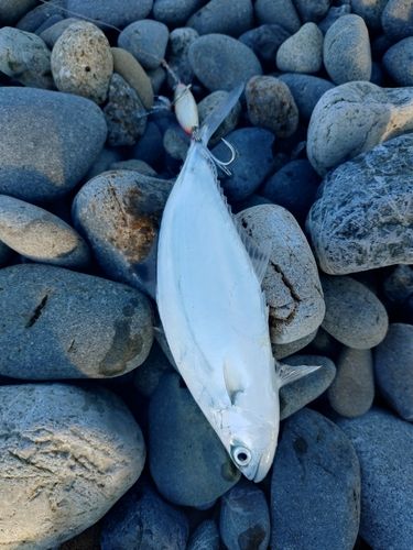 イケカツオの釣果