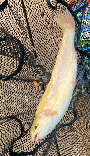 ニジマスの釣果