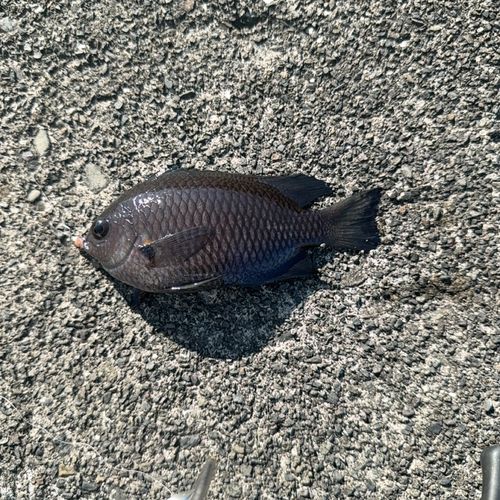 スズメダイの釣果