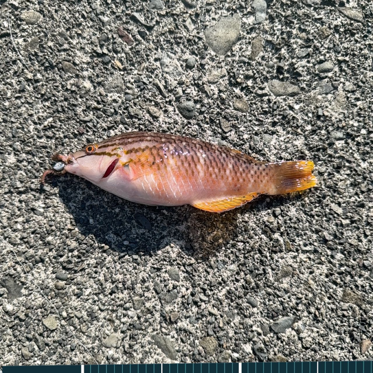 アカササノハベラ