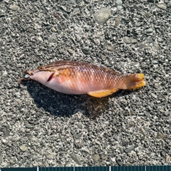 アカササノハベラの釣果