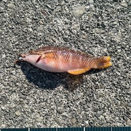 アカササノハベラ