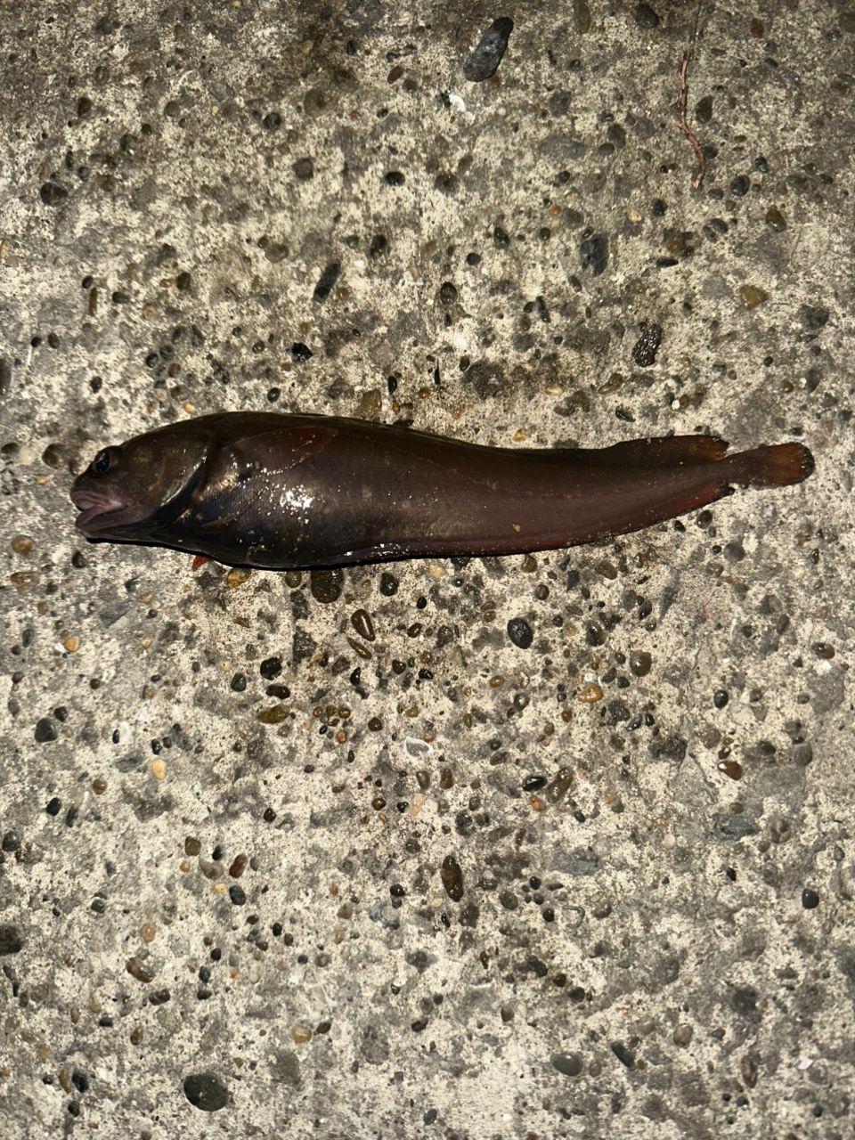 エゾイソアイナメ