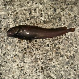 エゾイソアイナメ