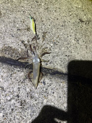 ヒイカの釣果