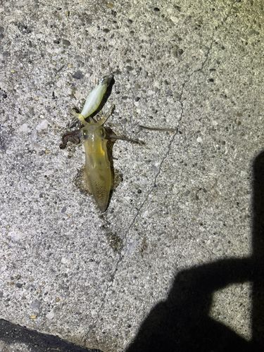 ヒイカの釣果