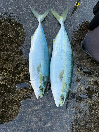 フクラギの釣果