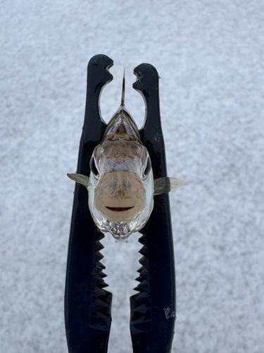 ヒイラギの釣果