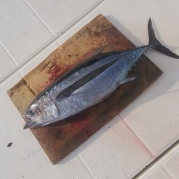 ビンチョウマグロ