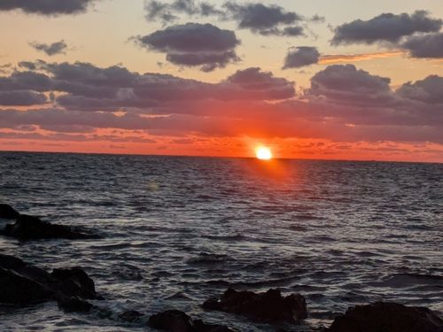 ヒラマサの釣果