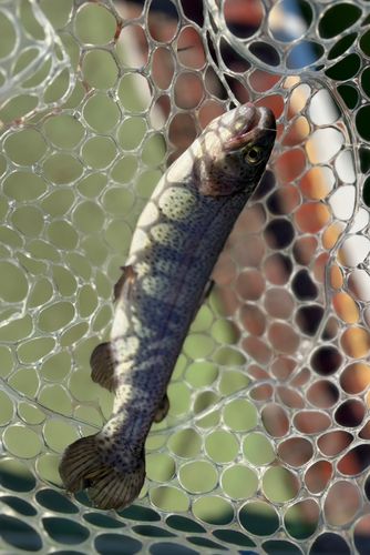 ニジマスの釣果