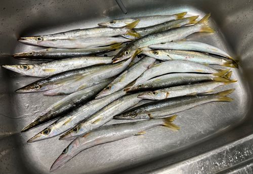 アカカマスの釣果