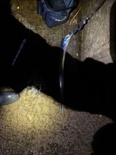 タチウオの釣果