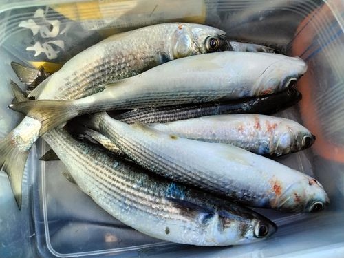 磯子海づり施設