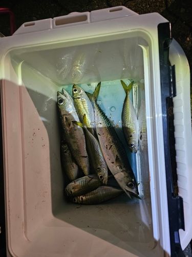 神戸空港親水護岸