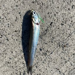 カタクチイワシ