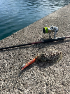 コウイカの釣果