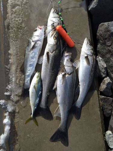 シーバスの釣果