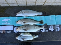 イシモチの釣果