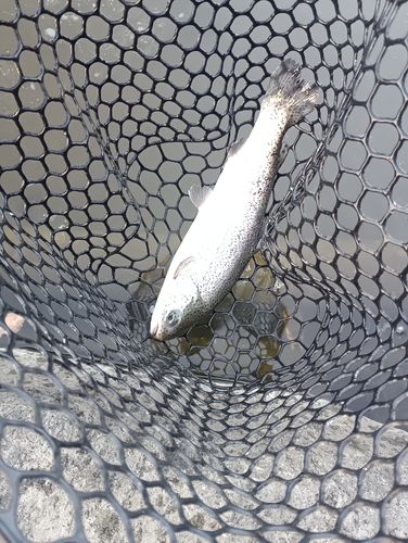 ベリーパーク in FISH ON! 王禅寺