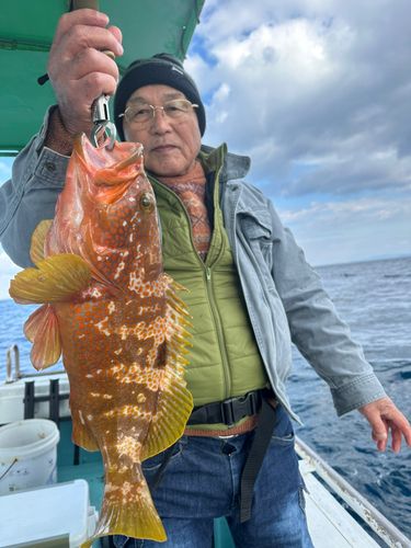 キジハタの釣果