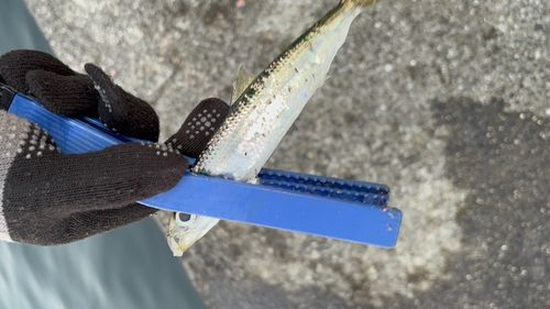 南芦屋浜ベランダ