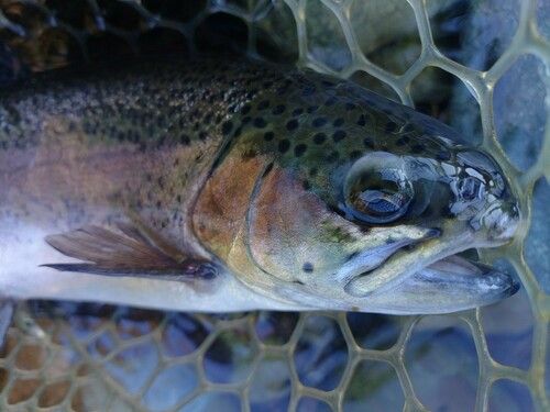 ニジマスの釣果
