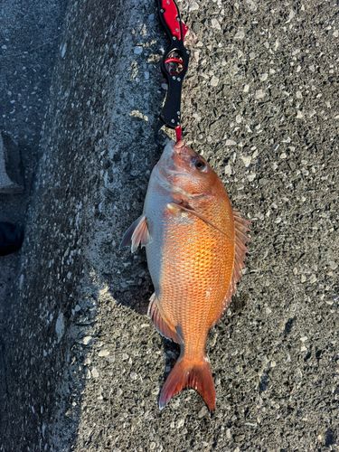 野見潮ばかり公園