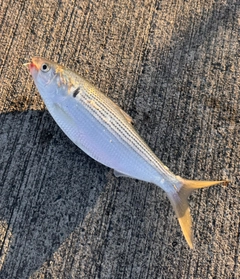 コノシロの釣果