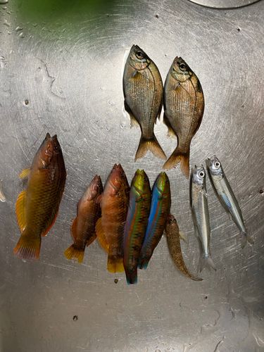 トウゴロウイワシの釣果