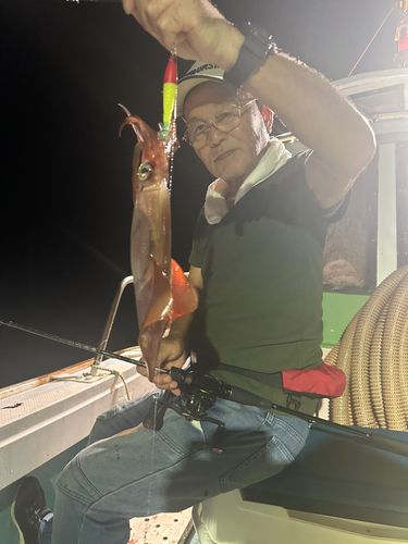 ケンサキイカの釣果