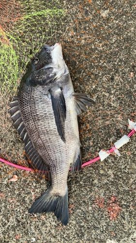 クロダイの釣果